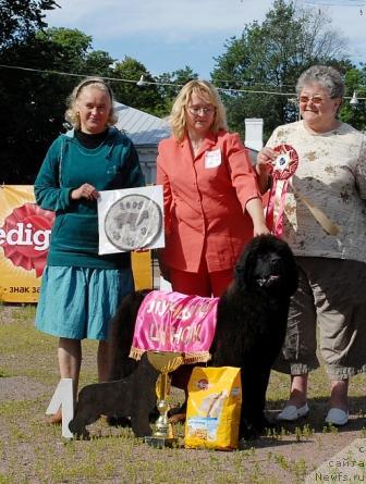 Фото: ньюфаундленд Сент Джонс Романсе оф Лав (Sent Djons Romance of Love)