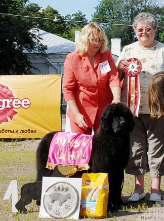 Фото: ньюфаундленд Сент Джонс Романсе оф Лав (Sent Djons Romance of Love)