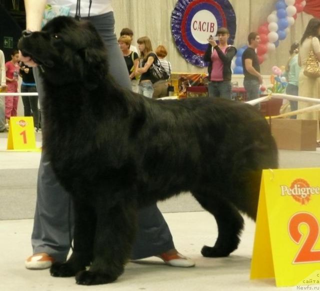 Фото: ньюфаундленд Фентази (Fantasy)