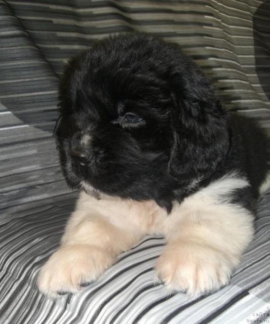 Фото: щенок от, ньюфаундленд История Любви из Тихого Омута (Istoria Lubvi iz Tihogo Omuta)