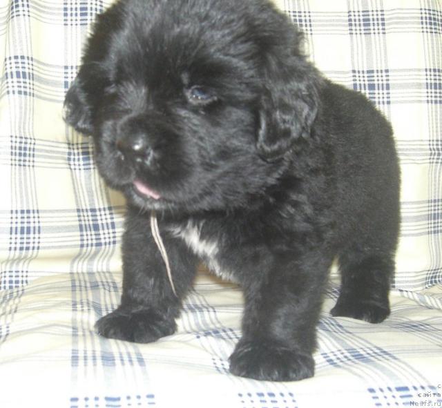 Фото: щенок от, ньюфаундленд История Любви из Тихого Омута (Istoria Lubvi iz Tihogo Omuta)