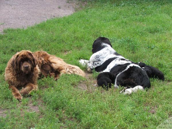 Фото: ньюфаундленд Плюшевая Панда Дэбра (Plushevaya Panda Debra)