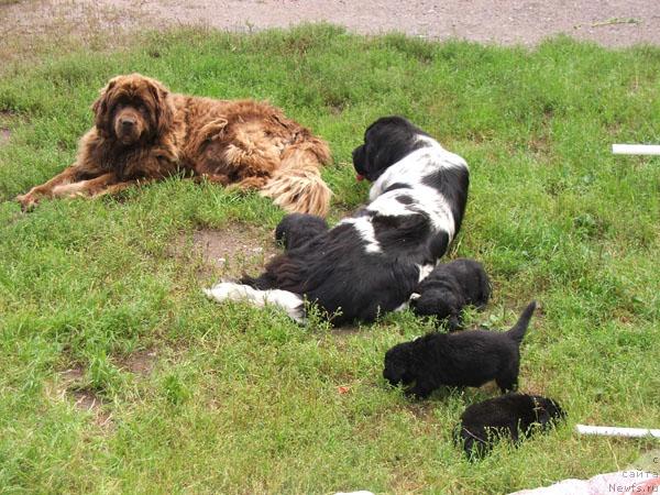 Фото: ньюфаундленд Плюшевая Панда Дэбра (Plushevaya Panda Debra)