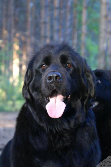 Фото: ньюфаундленд Цесси Фабиана Блэк Фауна