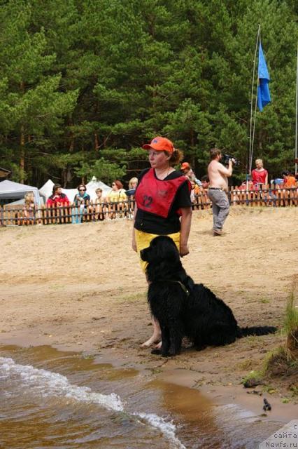 Фото: ньюфаундленд Цесси Фабиана Блэк Фауна
