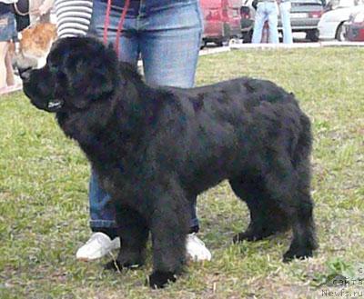 Фото: ньюфаундленд Потап Шелта