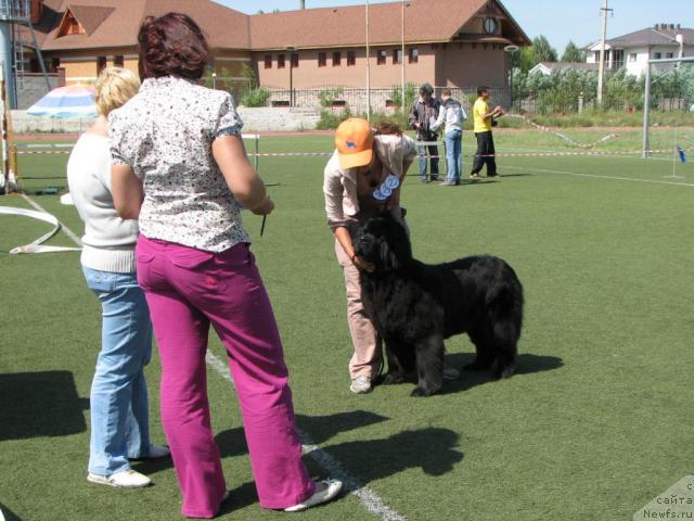 Фото: ньюфаундленд Оттава (Ottava), Катеринка Классен
