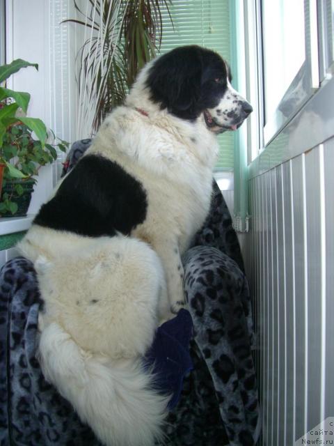 Фото: ньюфаундленд Шедоу из Уникальной Коллекции