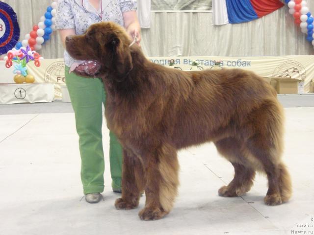 Фото: ньюфаундленд Aetna vom Riesrand