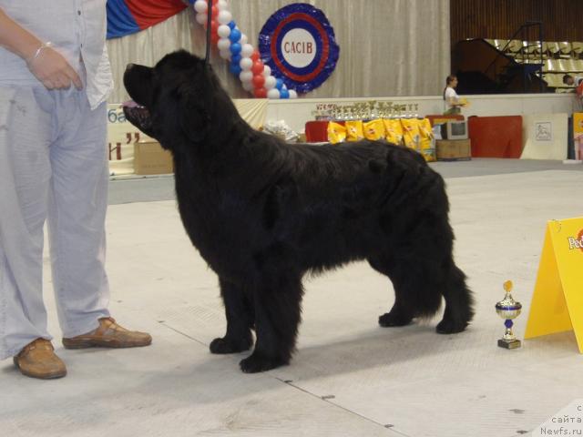 Фото: ньюфаундленд Звездный Блеск из Медвежьего Яра