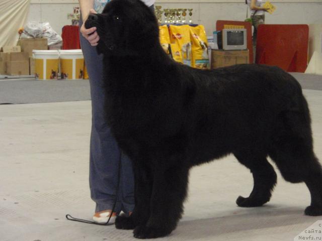 Фото: ньюфаундленд Фентази (Fantasy)