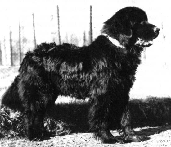 Фото: ньюфаундленд Челкаш