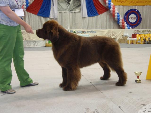 Фото: ньюфаундленд Amazing Grace vom Riesrand