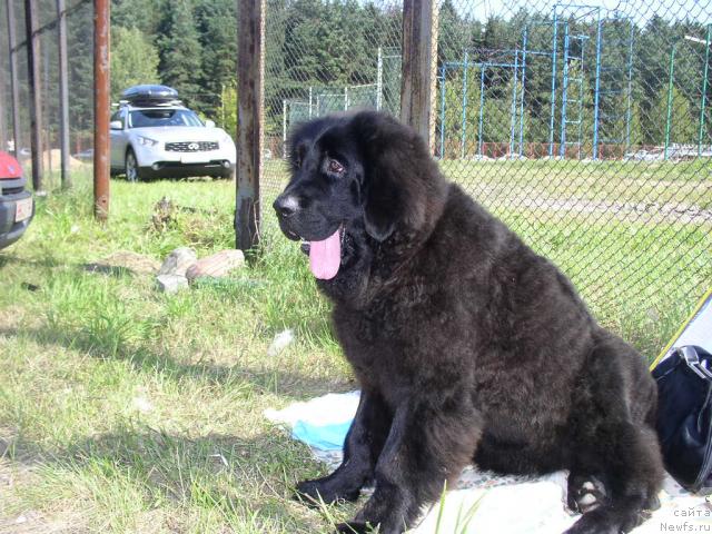 Фото: ньюфаундленд Лихой Казак
