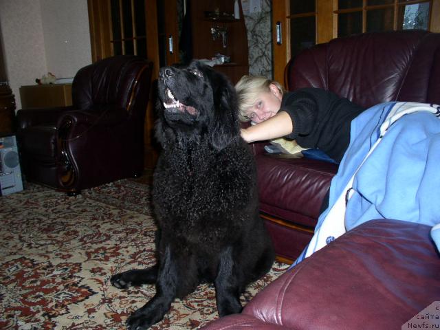 Фото: ньюфаундленд Лихой Казак, Татьяна Богдан