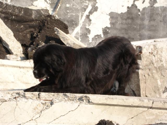 Фото: ньюфаундленд Чанси из Золотого Треугольника