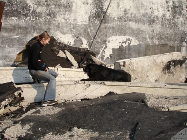 Фото: ньюфаундленд Чанси из Золотого Треугольника, Татьяна Розанова