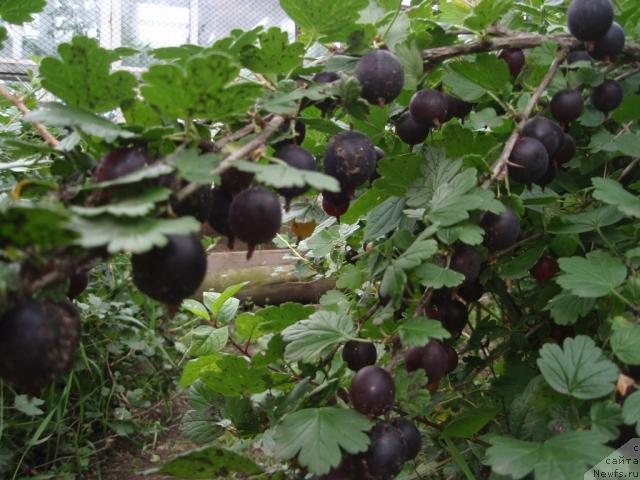 Фотография № 31245