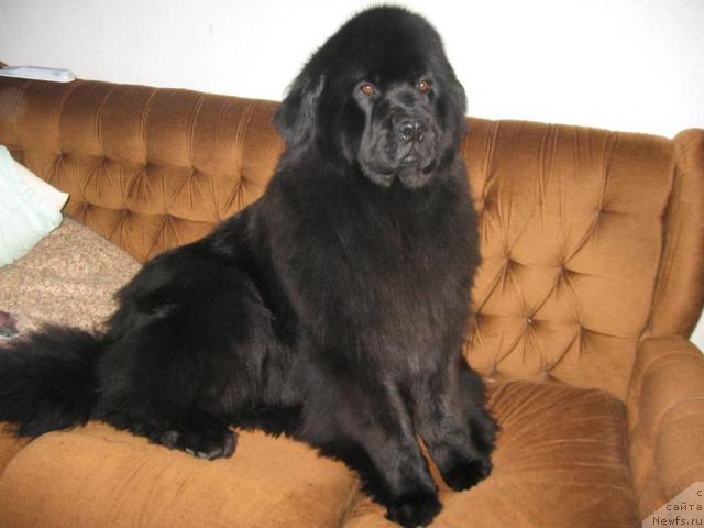 Фото: ньюфаундленд Експрессия  из Медвежьего Яра