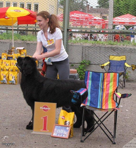 Фото: ньюфаундленд Фентази (Fantasy)