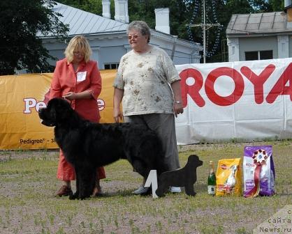 Фото: ньюфаундленд Kloofbears My Dream for Sent Djons