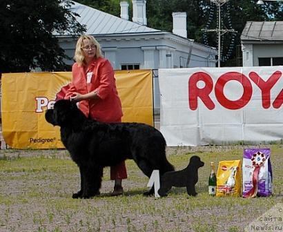 Фото: ньюфаундленд Kloofbears My Dream for Sent Djons