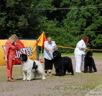 Фото: ньюфаундленд Kloofbears Lancelot for Sent Djons, ньюфаундленд Смигар Персей Повелитель Морей, ньюфаундленд Смигар Энди Джолли Дольфин