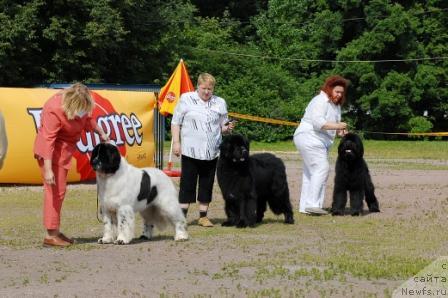 Фото: ньюфаундленд Kloofbears Lancelot for Sent Djons