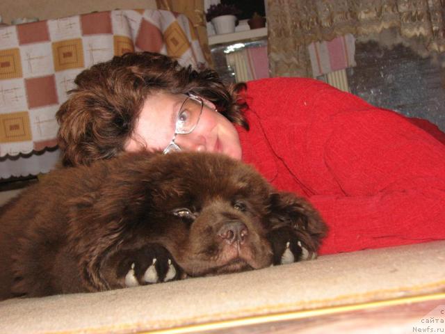 Фото: ньюфаундленд Аристократ от Рафаэллы