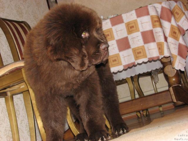 Фото: ньюфаундленд Аристократ от Рафаэллы