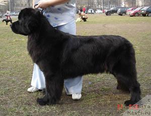 Фото: ньюфаундленд Сент Джонс Жанна Д'Арк (Sent Djons Zanna D'Ark)