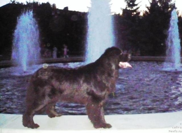 Фото: ньюфаундленд Ундина Белл-Айл от Цацибы (Undina Bell-Ail ot Tsatsyby)