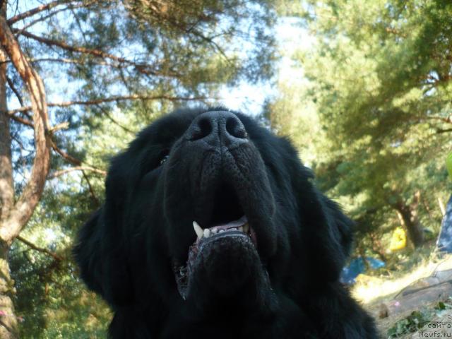 Фото: ньюфаундленд Ундина Белл-Айл от Цацибы (Undina Bell-Ail ot Tsatsyby)