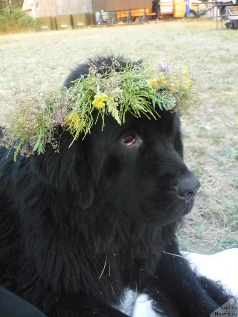 Фото: ньюфаундленд Ундина Белл-Айл от Цацибы (Undina Bell-Ail ot Tsatsyby)
