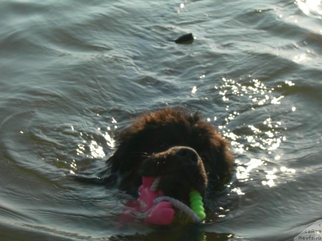 Фото: ньюфаундленд Адель Аноис (Adel Anois)