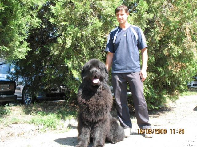 Фото: ньюфаундленд Жгучий Брюнет с Берега Дона