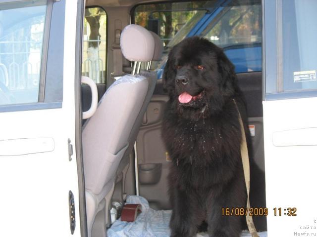 Фото: ньюфаундленд Жгучий Брюнет с Берега Дона