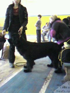 Фото: ньюфаундленд Супер Бизон Астория