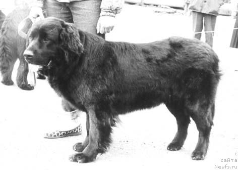 Фото: ньюфаундленд Черри Одаж