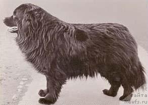 Фото: ньюфаундленд Leonidas v. Сharlottenhof