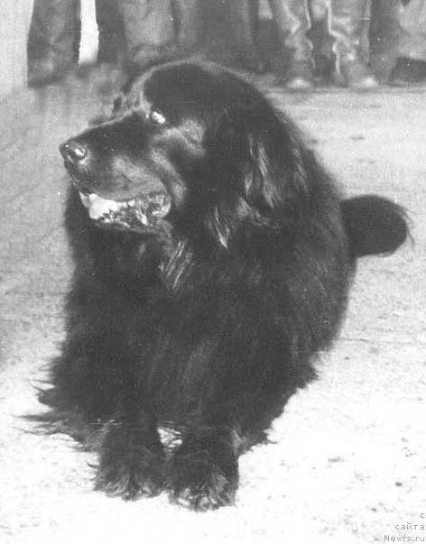 Фото: ньюфаундленд Ост Моллидэн