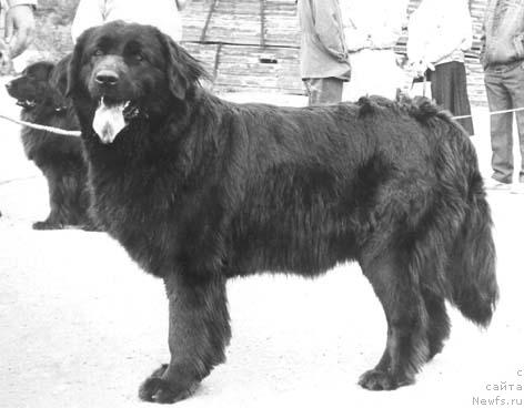 Фото: ньюфаундленд Арабелла Алдарт