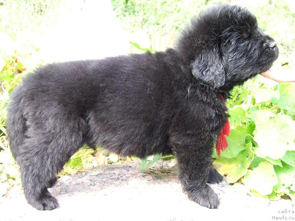 Фото: ньюфаундленд Плюшевая Панда Реалити Шоу