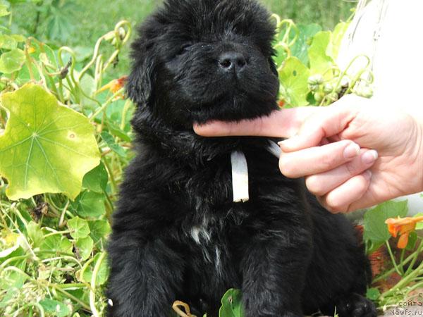 Фото: ньюфаундленд Плюшевая Панда Россич