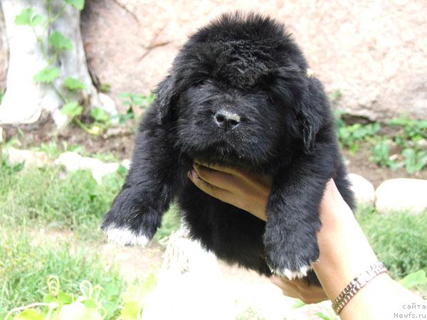 Фото: ньюфаундленд Плюшевая Панда Романс для Тебя