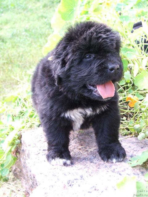 Фото: ньюфаундленд Плюшевая Панда Романс для Тебя