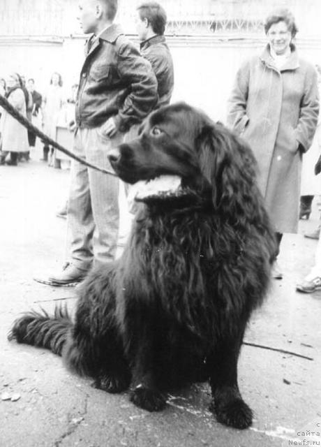 Фото: ньюфаундленд Никодим Бэк Лор