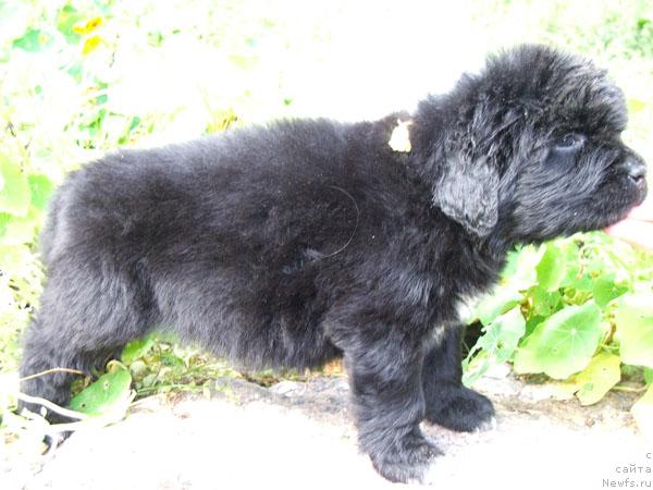 Фото: ньюфаундленд Плюшевая Панда Романс для Тебя