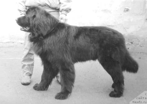 Фото: ньюфаундленд Гарун Греджи Дайвер