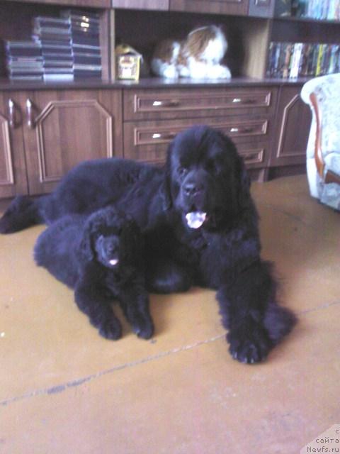 Фото: ньюфаундленд Винсент из Медвежьего Яра (Vincent iz Medvejyego Yara)